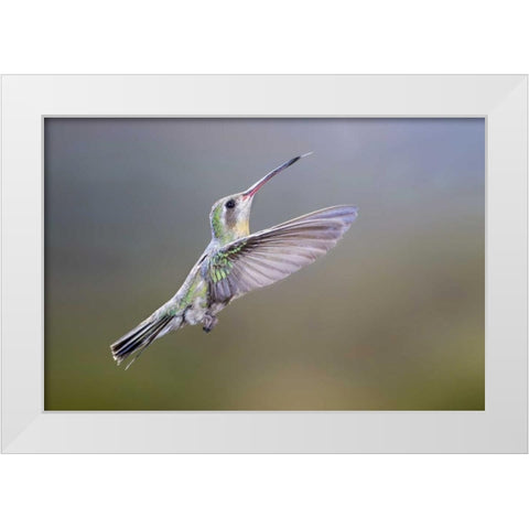 AZ, Madera Canyon Broad-billed hummingbird White Modern Wood Framed Art Print by Kaveney, Wendy