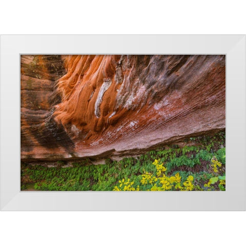 Arizona Hanging Garden in Canyon X White Modern Wood Framed Art Print by Paulson, Don