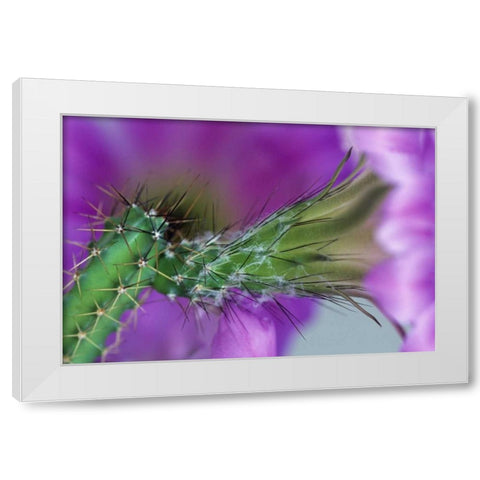 USA, Arizona Cactus with blossom in spring White Modern Wood Framed Art Print by Rotenberg, Nancy