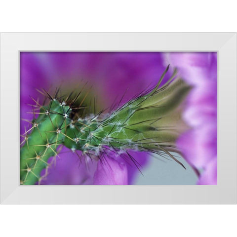 USA, Arizona Cactus with blossom in spring White Modern Wood Framed Art Print by Rotenberg, Nancy
