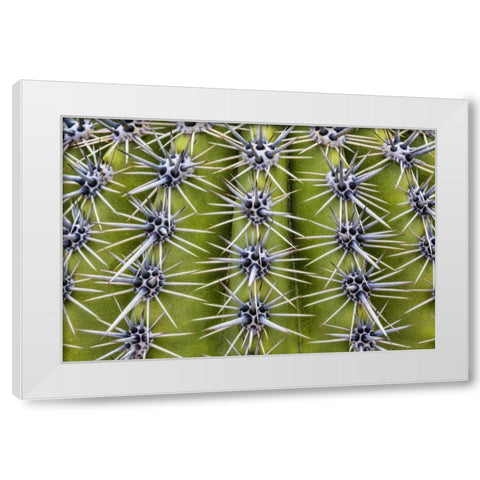 USA, Arizona, Tucson Close-up of a barrel cactus White Modern Wood Framed Art Print by Paulson, Don