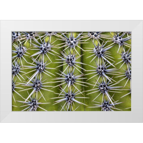 USA, Arizona, Tucson Close-up of a barrel cactus White Modern Wood Framed Art Print by Paulson, Don
