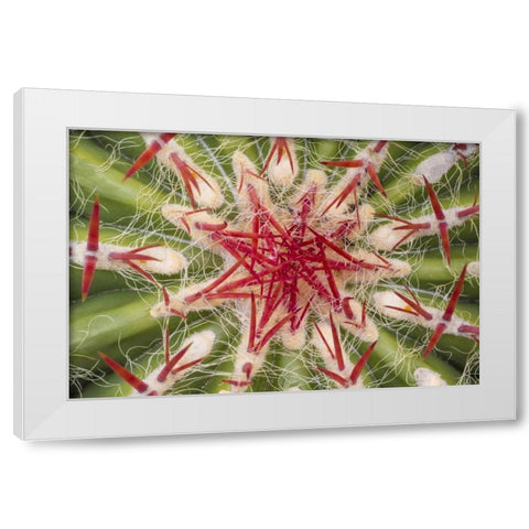 Arizona, Tucson Close-up of cactus and thorns White Modern Wood Framed Art Print by Paulson, Don