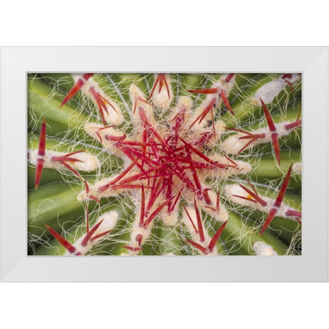Arizona, Tucson Close-up of cactus and thorns White Modern Wood Framed Art Print by Paulson, Don