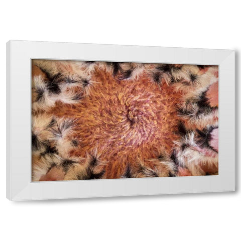 USA, Arizona, Tucson Close-up of a Protea bloom White Modern Wood Framed Art Print by Paulson, Don