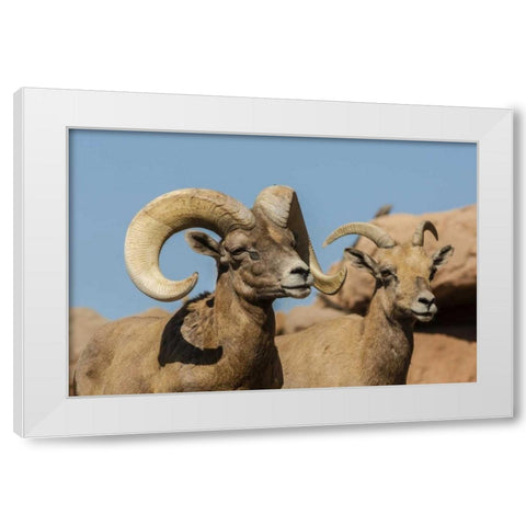 Arizona, Sonoran Desert Desert bighorns White Modern Wood Framed Art Print by Illg, Cathy and Gordon
