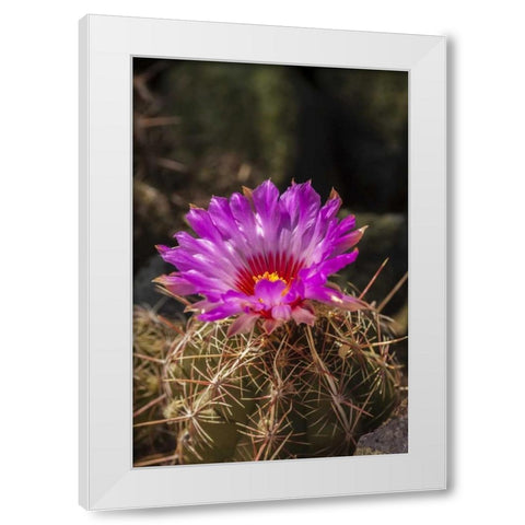 Arizona, Sonoran Desert Cactus blossom close-up White Modern Wood Framed Art Print by Illg, Cathy and Gordon
