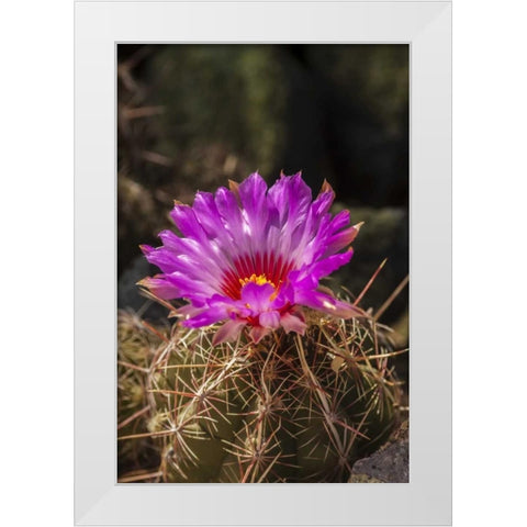 Arizona, Sonoran Desert Cactus blossom close-up White Modern Wood Framed Art Print by Illg, Cathy and Gordon