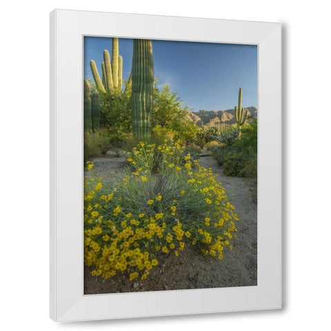 Arizona, Coronado NF Saguaros and paper flowers White Modern Wood Framed Art Print by Illg, Cathy and Gordon