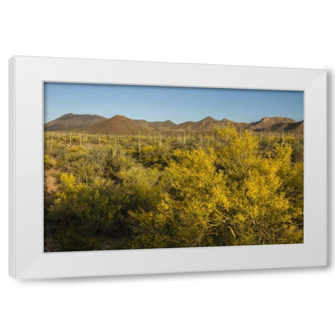 USA, Arizona, Saguaro NP Desert landscape White Modern Wood Framed Art Print by Illg, Cathy and Gordon