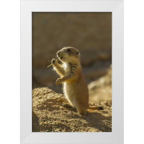 AZ, Sonoran Desert Black-tailed prairie dog pup White Modern Wood Framed Art Print by Illg, Cathy and Gordon