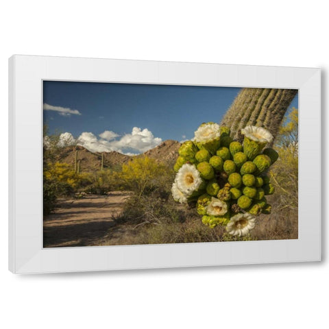 Arizona, Saguaro NP Saguaro cactus blossoms White Modern Wood Framed Art Print by Illg, Cathy and Gordon