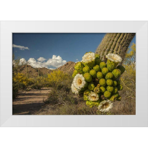 Arizona, Saguaro NP Saguaro cactus blossoms White Modern Wood Framed Art Print by Illg, Cathy and Gordon