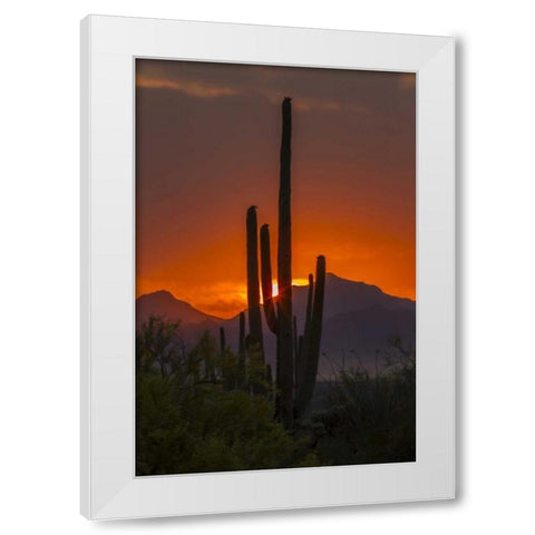 Arizona, Saguaro NP Sunset on desert landscape White Modern Wood Framed Art Print by Illg, Cathy and Gordon
