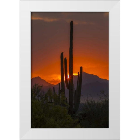 Arizona, Saguaro NP Sunset on desert landscape White Modern Wood Framed Art Print by Illg, Cathy and Gordon