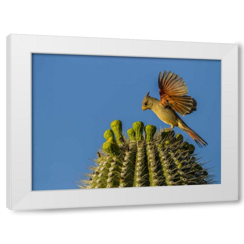 AZ, Sonoran Desert Pyrrhuloxia on saguaro buds White Modern Wood Framed Art Print by Illg, Cathy and Gordon