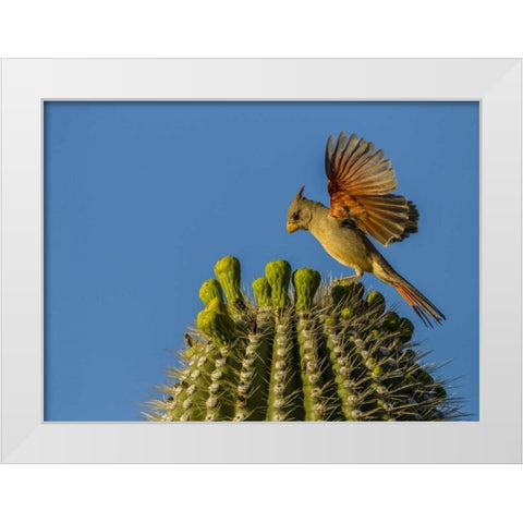 AZ, Sonoran Desert Pyrrhuloxia on saguaro buds White Modern Wood Framed Art Print by Illg, Cathy and Gordon