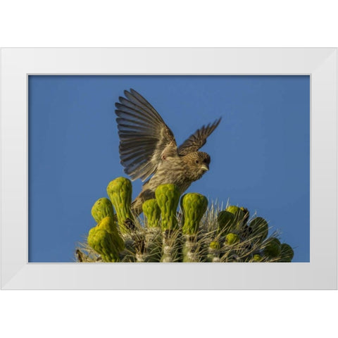 Arizona, Sonoran Desert House finch on saguaro White Modern Wood Framed Art Print by Illg, Cathy and Gordon