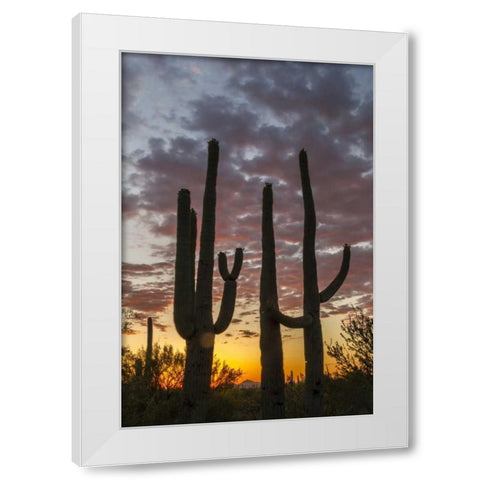 Arizona, Saguaro NP Sunset on desert landscape White Modern Wood Framed Art Print by Illg, Cathy and Gordon