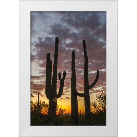 Arizona, Saguaro NP Sunset on desert landscape White Modern Wood Framed Art Print by Illg, Cathy and Gordon