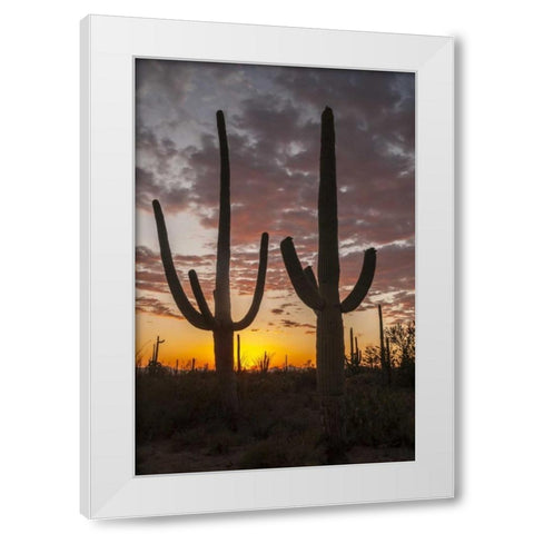 Arizona, Saguaro NP Sunset on desert landscape White Modern Wood Framed Art Print by Illg, Cathy and Gordon