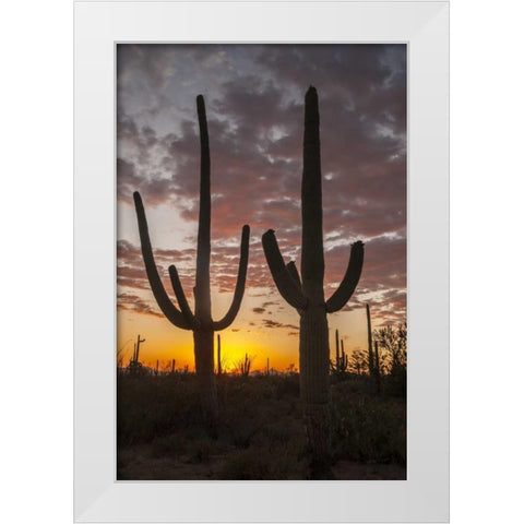 Arizona, Saguaro NP Sunset on desert landscape White Modern Wood Framed Art Print by Illg, Cathy and Gordon