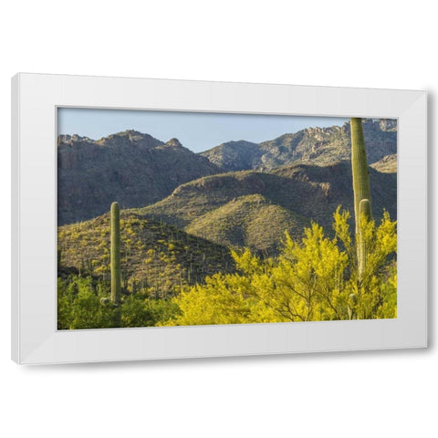 AZ, Coronado NF Saguaro cactus and palo verde White Modern Wood Framed Art Print by Illg, Cathy and Gordon