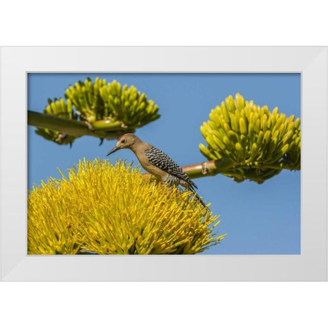 AZ, Sonoran Desert Male Gila woodpecker White Modern Wood Framed Art Print by Illg, Cathy and Gordon