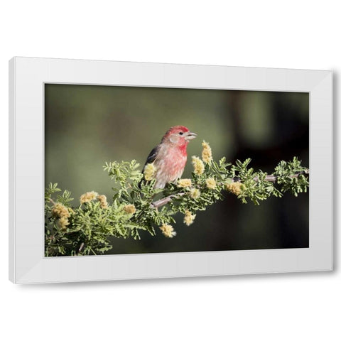USA, Arizona, Amado Male house finch on branch White Modern Wood Framed Art Print by Kaveney, Wendy