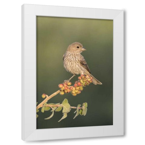 AZ, Amado House finch on skunkbush berries White Modern Wood Framed Art Print by Kaveney, Wendy