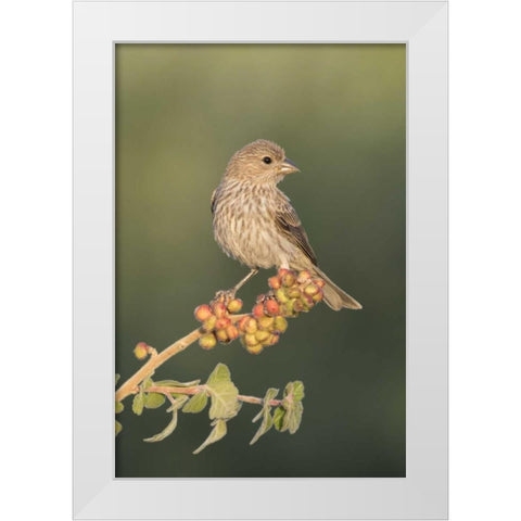 AZ, Amado House finch on skunkbush berries White Modern Wood Framed Art Print by Kaveney, Wendy