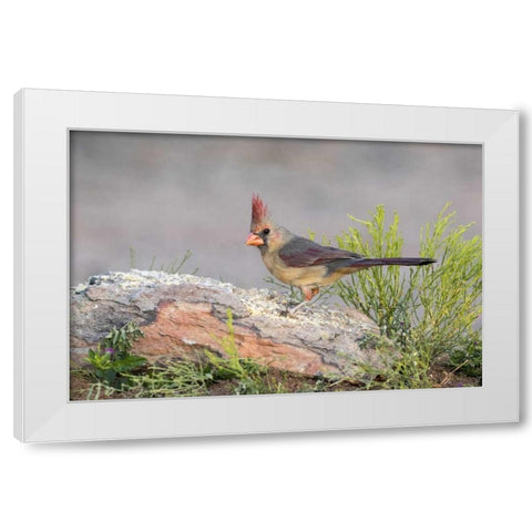 Arizona, Amado Female cardinal perched on rock White Modern Wood Framed Art Print by Kaveney, Wendy