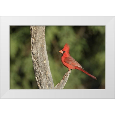 Arizona, Amado Northern cardinal on dead tree White Modern Wood Framed Art Print by Kaveney, Wendy