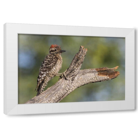 AZ, Amado Ladder-backed woodpecker on tree trunk White Modern Wood Framed Art Print by Kaveney, Wendy