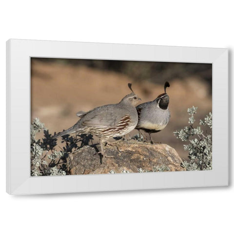AZ, Amado Pair of Gambels quail perched on rock White Modern Wood Framed Art Print by Kaveney, Wendy