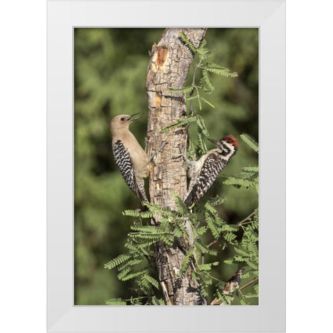 AZ, Amado Woodpeckers on tree trunk White Modern Wood Framed Art Print by Kaveney, Wendy