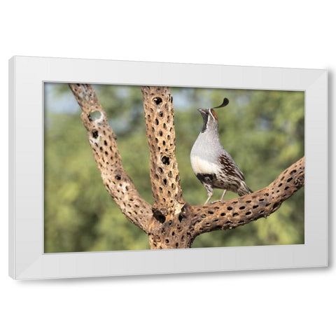 AZ, Amado Gambels quail on cholla skeleton White Modern Wood Framed Art Print by Kaveney, Wendy