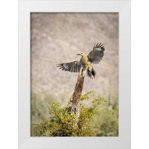 AZ, Buckeye Gila woodpecker on cholla skeleton White Modern Wood Framed Art Print by Kaveney, Wendy