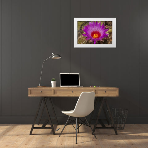 Arizona, Sonoran Desert Cactus blossom close-up White Modern Wood Framed Art Print by Illg, Cathy and Gordon