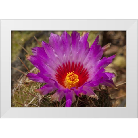 Arizona, Sonoran Desert Cactus blossom close-up White Modern Wood Framed Art Print by Illg, Cathy and Gordon
