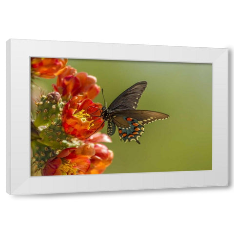 AZ, Sonoran Desert Pipevine swallowtail White Modern Wood Framed Art Print by Illg, Cathy and Gordon