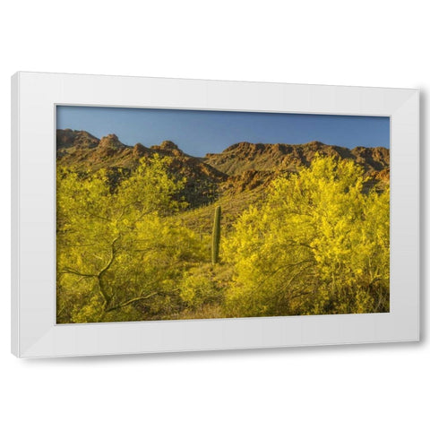 Arizona, Sonoran Desert Saguaro and palo verde White Modern Wood Framed Art Print by Illg, Cathy and Gordon