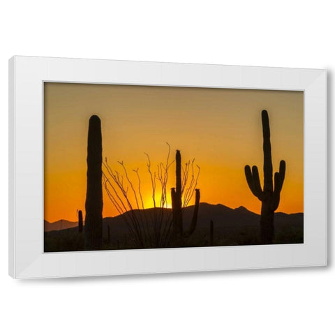 Arizona, Saguaro NP Sunset on desert landscape White Modern Wood Framed Art Print by Illg, Cathy and Gordon