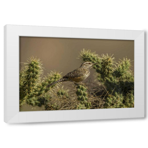 AZ, Sonoran Desert Cactus wren on cholla cactus White Modern Wood Framed Art Print by Illg, Cathy and Gordon