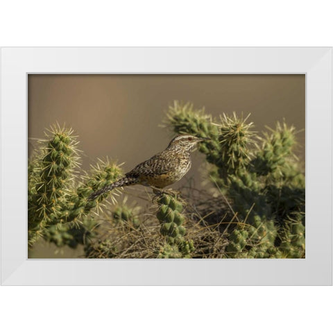 AZ, Sonoran Desert Cactus wren on cholla cactus White Modern Wood Framed Art Print by Illg, Cathy and Gordon