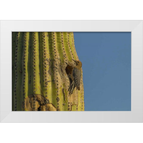 AZ, Sonoran Desert Gila woodpecker at nest hole White Modern Wood Framed Art Print by Illg, Cathy and Gordon