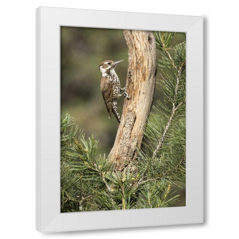 AZ, Santa Rita Mts, AZ, woodpecker on tree trunk White Modern Wood Framed Art Print by Kaveney, Wendy