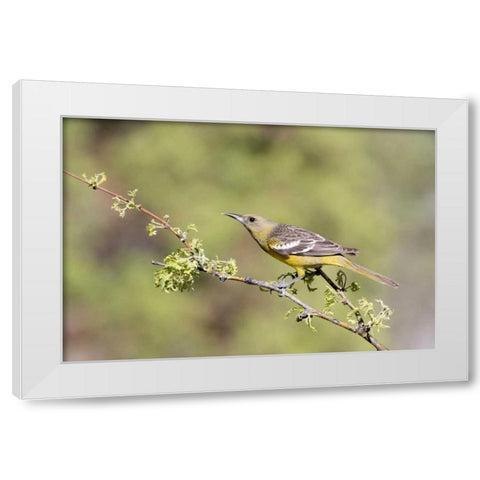 AZ, Santa Rita Mts Female Scotts oriole on tree White Modern Wood Framed Art Print by Kaveney, Wendy