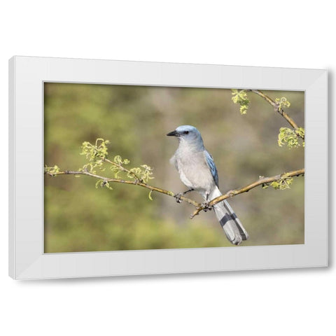 AZ, Santa Rita Mts Mexican jay perched on branch White Modern Wood Framed Art Print by Kaveney, Wendy