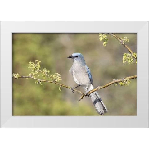 AZ, Santa Rita Mts Mexican jay perched on branch White Modern Wood Framed Art Print by Kaveney, Wendy